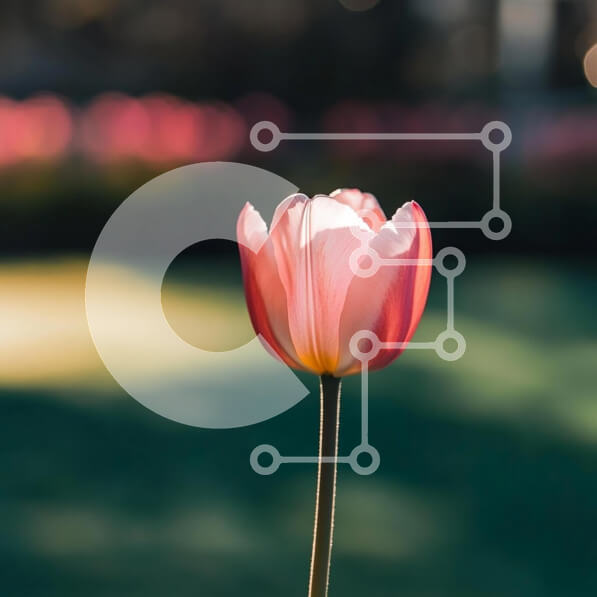 Intra Συλλεκτικό Ξύλινο Παζλ Plywood  4mm - Κοντινό πλάνο ενός λουλουδιού τουλίπας σε μαλακή εστίαση Σε Ξύλινο Κουτί - Διαστάσεις: 10x10 cm – 25 κομμάτια