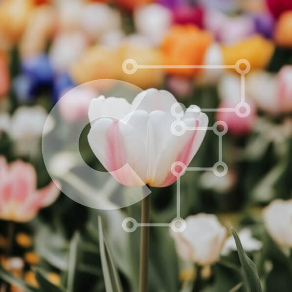 Intra Συλλεκτικό Ξύλινο Παζλ Plywood  4mm - Όμορφο λουλούδι τουλίπας στον ανοιξιάτικο κήπο Σε Ξύλινο Κουτί - Διαστάσεις: 10x10 cm – 25 κομμάτια