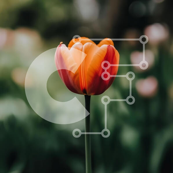 Intra Συλλεκτικό Ξύλινο Παζλ Plywood  4mm - Ζωντανή τουλίπα που ανθίζει Σε Ξύλινο Κουτί - Διαστάσεις: 10x10 cm – 25 κομμάτια