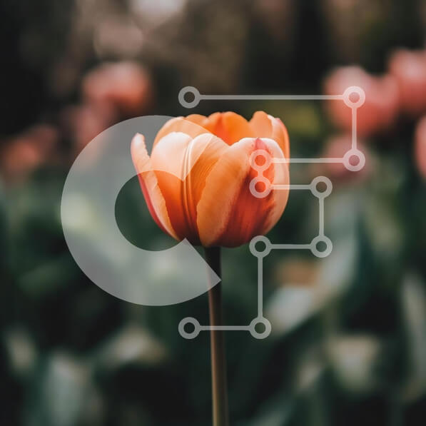 Intra Συλλεκτικό Ξύλινο Παζλ Plywood  4mm - Όμορφη πορτοκαλί τουλίπα την άνοιξη Σε Ξύλινο Κουτί - Διαστάσεις: 10x10 cm – 25 κομμάτια