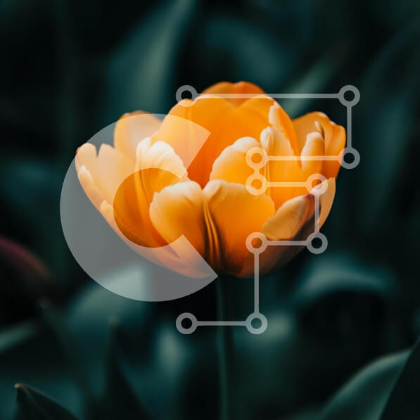 Intra Συλλεκτικό Ξύλινο Παζλ Plywood  4mm - Ζωντανή πορτοκαλί τουλίπα στην άνθιση Σε Ξύλινο Κουτί - Διαστάσεις: 10x10 cm – 25 κομμάτια