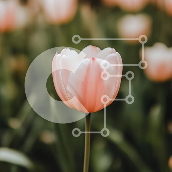 Intra Συλλεκτικό Ξύλινο Παζλ Plywood  4mm - Κομψή ροζ και λευκή τουλίπα σε έναν καταπράσινο κήπο Σε Ξύλινο Κουτί - Διαστάσεις: 10x10 cm – 25 κομμάτια