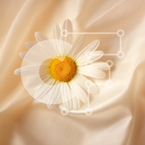 Σετ των 2 Intra Συλλεκτικό Ξύλινο Παζλ Plywood  4mm - Λευκή Μαργαρίτα σε σατέν ύφασμα Σε Ξύλινο Κουτί - Διαστάσεις: 10x10 cm – 25 κομμάτια