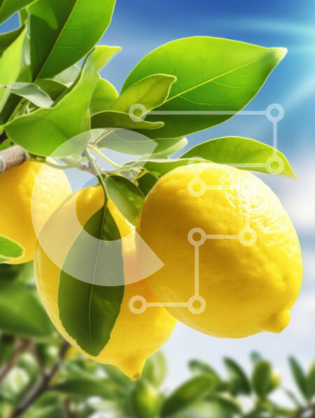 Intra Συλλεκτικό Ξύλινο Παζλ Plywood  4mm - Ώριμα λεμόνια σε ένα δέντρο με μπλε ουρανό Σε Ξύλινο Κουτί - Διαστάσεις: 10x10 cm – 25 κομμάτια