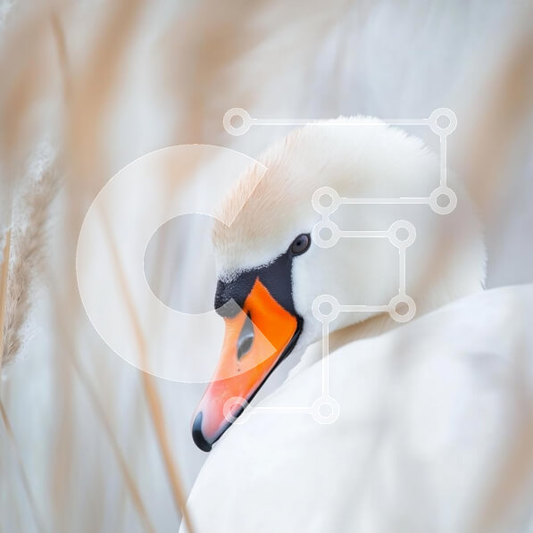 Intra Συλλεκτικό Ξύλινο Παζλ Plywood  4mm - Κοντινό πλάνο ενός όμορφου κύκνου Σε Ξύλινο Κουτί - Διαστάσεις: 10x10 cm – 25 κομμάτια