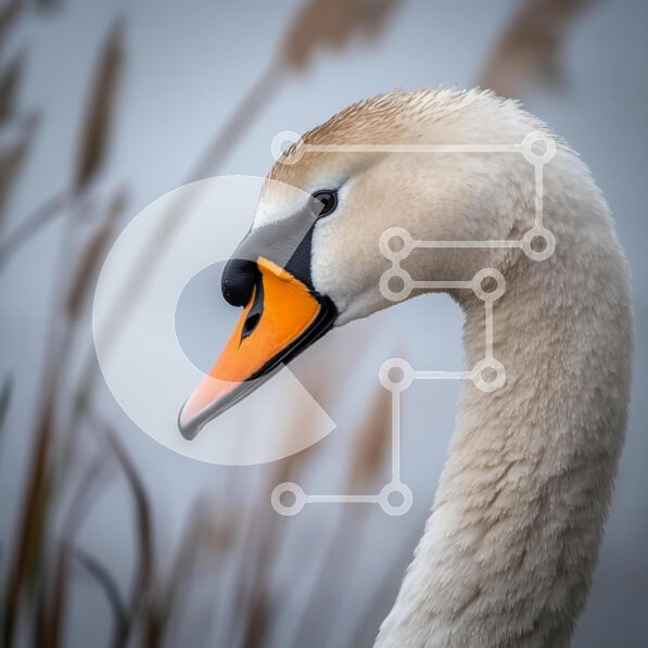 Intra Συλλεκτικό Ξύλινο Παζλ Plywood  4mm - Κοντινό πλάνο ενός Κύκνου Σε Ξύλινο Κουτί - Διαστάσεις: 10x10 cm – 25 κομμάτια