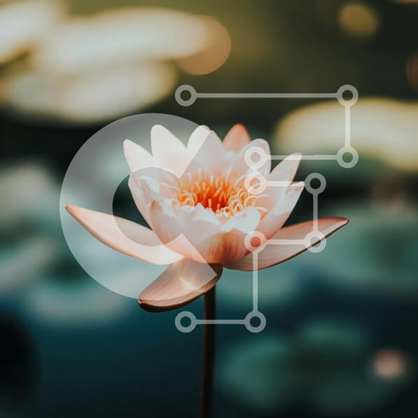 Intra Συλλεκτικό Ξύλινο Παζλ Plywood  4mm - Ανθισμένο ροζ λουλούδι λωτού Σε Ξύλινο Κουτί - Διαστάσεις: 10x10 cm – 25 κομμάτια