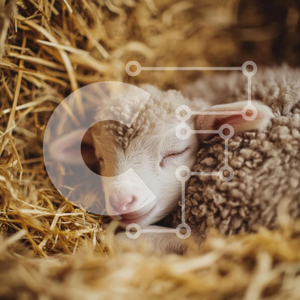 Intra Συλλεκτικό Ξύλινο Παζλ Plywood  4mm - Αρνί ύπνου σε άχυρο Σε Ξύλινο Κουτί - Διαστάσεις: 10x10 cm – 25 κομμάτια