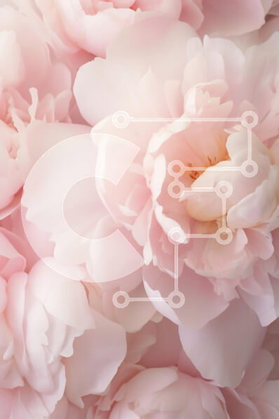 Intra Συλλεκτικό Ξύλινο Παζλ Plywood  4mm - Λεπτές ροζ παιώνιες Σε Ξύλινο Κουτί - Διαστάσεις Puzzle: 10x10 cm – 25 κομμάτια