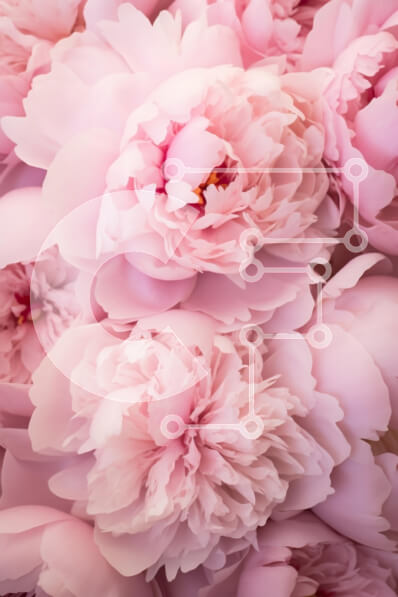 Intra Συλλεκτικό Ξύλινο Παζλ Plywood  4mm - Κοντινό πλάνο ροζ παιώνιες σε πλήρη άνθιση Σε Ξύλινο Κουτί - Διαστάσεις Puzzle: 10x10 cm – 25 κομμάτια