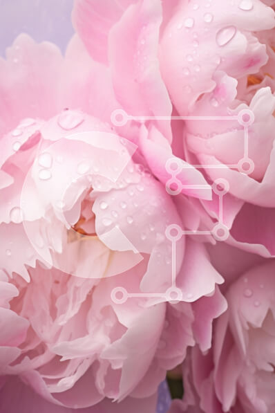 Intra Συλλεκτικό Ξύλινο Παζλ Plywood  4mm - Κοντινό πλάνο ροζ λουλουδιών παιώνιας με σταγονίδια νερού Σε Ξύλινο Κουτί - Διαστάσεις Puzzle: 10x10 cm – 25 κομμάτια