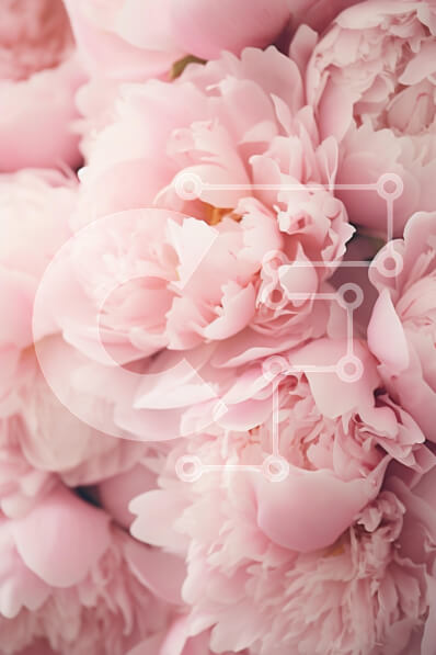 Intra Συλλεκτικό Ξύλινο Παζλ Plywood  4mm - Κοντινό πλάνο ροζ παιώνιες στην άνθιση Σε Ξύλινο Κουτί - Διαστάσεις Puzzle: 10x10 cm – 25 κομμάτια