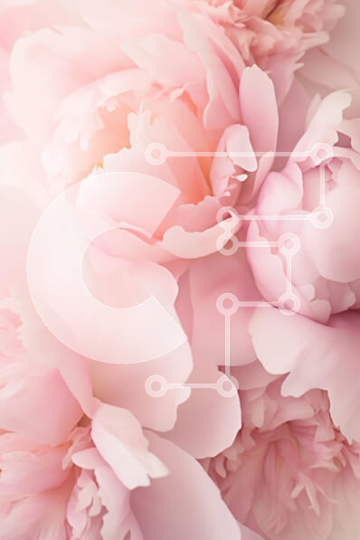 Intra Συλλεκτικό Ξύλινο Παζλ Plywood  4mm - Απαλές ροζ παιώνιες σε άνθιση Σε Ξύλινο Κουτί - Διαστάσεις Puzzle: 10x10 cm – 25 κομμάτια