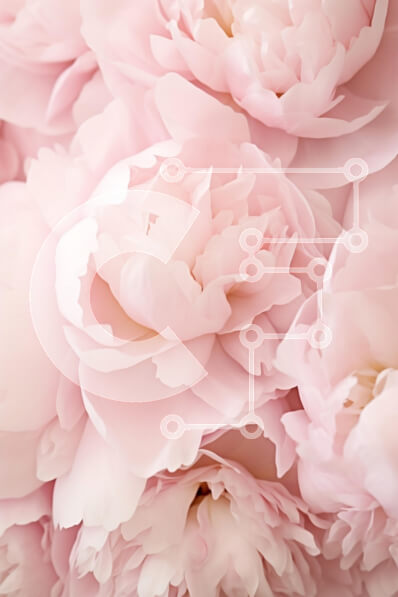 Intra Συλλεκτικό Ξύλινο Παζλ Plywood  4mm - Σύνθεση Soft Pink Peonies Σε Ξύλινο Κουτί - Διαστάσεις Puzzle: 10x10 cm – 25 κομμάτια