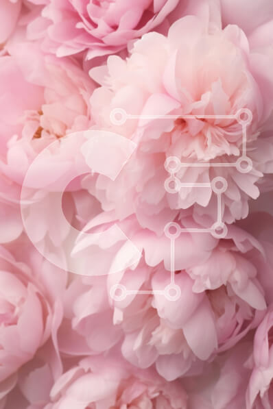 Intra Συλλεκτικό Ξύλινο Παζλ Plywood  4mm - Συστάδα από ροζ λουλούδια παιώνιας Σε Ξύλινο Κουτί - Διαστάσεις Puzzle: 10x10 cm – 25 κομμάτια