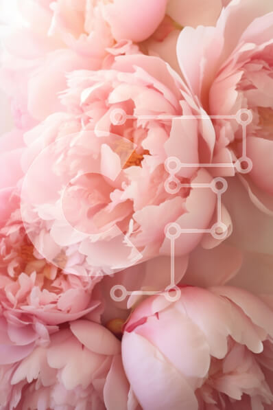 Intra Συλλεκτικό Ξύλινο Παζλ Plywood  4mm - Ροζ παιώνιες σε άνθιση Σε Ξύλινο Κουτί - Διαστάσεις Puzzle: 10x10 cm – 25 κομμάτια