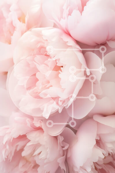 Intra Συλλεκτικό Ξύλινο Παζλ Plywood  4mm - Κοντινό πλάνο με απαλά ροζ παιώνια λουλούδια Σε Ξύλινο Κουτί - Διαστάσεις Puzzle: 10x10 cm – 25 κομμάτια