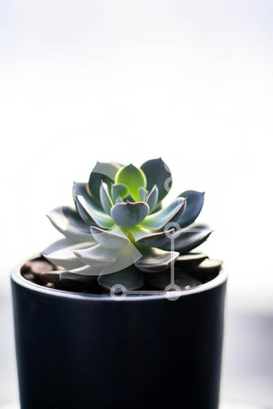 Σετ των 2 Intra Συλλεκτικό Ξύλινο Παζλ Plywood  4mm - Παχύφυτο σε μαύρη γλάστρα Σε Ξύλινο Κουτί - Διαστάσεις: 10x10 cm – 25 κομμάτια