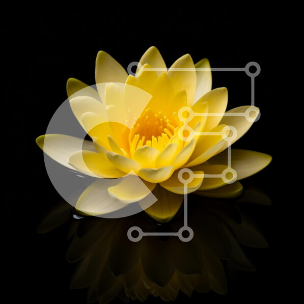 Intra Συλλεκτικό Ξύλινο Παζλ Plywood  4mm - Κίτρινο νούφαρο σε σκούρο φόντο Σε Ξύλινο Κουτί - Διαστάσεις: 10x10 cm – 25 κομμάτια