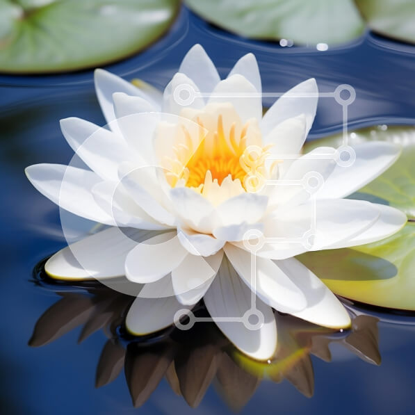 Intra Συλλεκτικό Ξύλινο Παζλ Plywood  4mm - Λευκό νούφαρο σε μια λίμνη Σε Ξύλινο Κουτί - Διαστάσεις: 10x10 cm – 25 κομμάτια