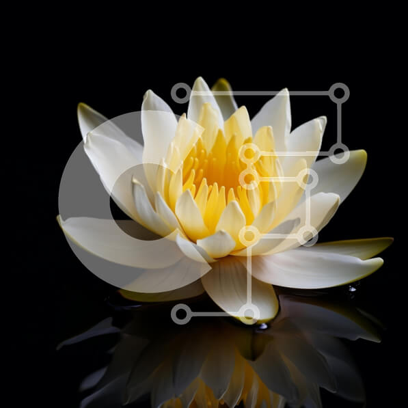 Intra Συλλεκτικό Ξύλινο Παζλ Plywood  4mm - Νούφαρο σε ήρεμο περιβάλλον Σε Ξύλινο Κουτί - Διαστάσεις: 10x10 cm – 25 κομμάτια