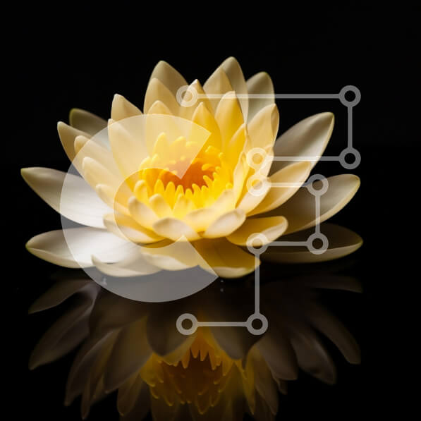 Σετ των 2 Intra Συλλεκτικό Ξύλινο Παζλ Plywood  4mm - Κίτρινο νούφαρο σε σκούρο φόντο Σε Ξύλινο Κουτί - Διαστάσεις: 10x10 cm – 25 κομμάτια