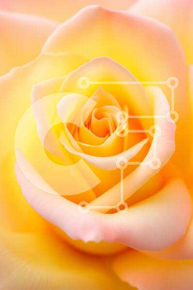 Intra Συλλεκτικό Ξύλινο Παζλ Plywood  4mm - Κοντινό πλάνο ενός κίτρινου τριαντάφυλλου με ροζ άκρες Σε Ξύλινο Κουτί - Διαστάσεις Puzzle: 10x10 cm – 25 κομμάτια