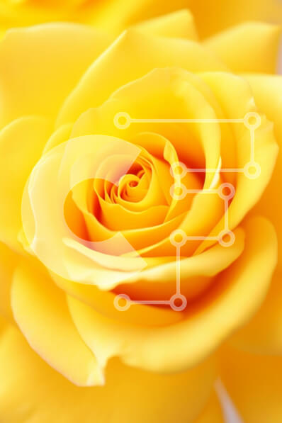 Intra Συλλεκτικό Ξύλινο Παζλ Plywood  4mm - Κοντινό πλάνο ενός κίτρινου τριαντάφυλλου Σε Ξύλινο Κουτί - Διαστάσεις Puzzle: 10x10 cm – 25 κομμάτια