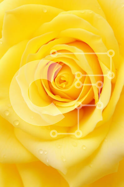 Σετ των 2 Intra Συλλεκτικό Ξύλινο Παζλ Plywood  4mm - Κοντινό πλάνο ενός κίτρινου τριαντάφυλλου με σταγόνες δροσιάς Σε Ξύλινο Κουτί - Διαστάσεις: 10x10 cm – 25 κομμάτια