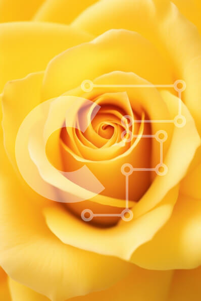 Intra Συλλεκτικό Ξύλινο Παζλ Plywood  4mm - Κοντινό πλάνο ενός κίτρινου τριαντάφυλλου στην άνθιση Σε Ξύλινο Κουτί - Διαστάσεις Puzzle: 10x10 cm – 25 κομμάτια