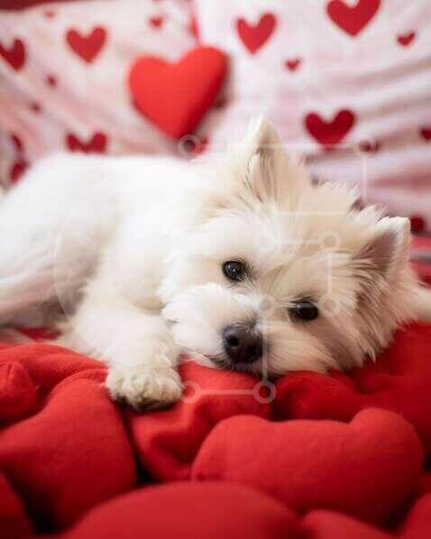 Σετ των 2 Intra Συλλεκτικό Ξύλινο Παζλ Plywood  4mm - Σκύλος του Αγίου Βαλεντίνου σε μαξιλάρια σε σχήμα καρδιάς Σε Ξύλινο Κουτί - Διαστάσεις: 10x10 cm – 25 κομμάτια