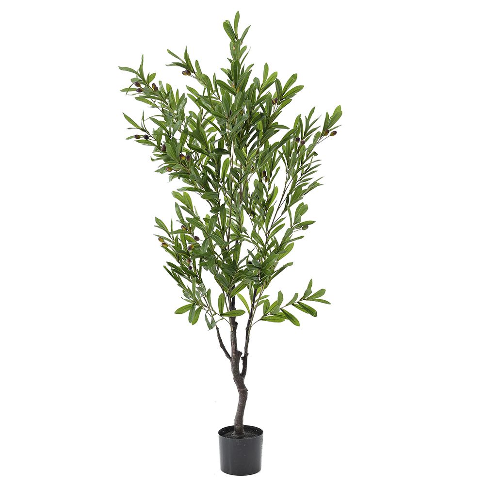 Φυτό ελια σε πλαστική γλάστρα 15x13x150 351-94619 Φυτό ελια σε πλαστική γλάστρα 15x13x150 351-94619