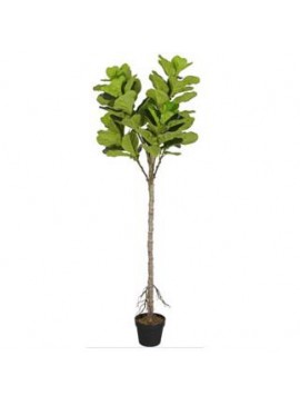 Supergreens Τεχνητό Δέντρο Φίκος Λυράτα "Fine" 165 εκ.Χρώμα Πράσινο Mήκος  Πλάτος 65 Υψος 165 SUPER-6130-6