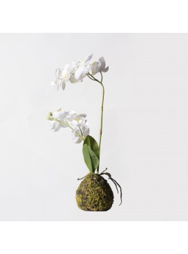 Supergreens Τεχνητό Φυτό Ορχιδέα Phalaenopsis Real Touch Λευκή με Βάση Moss 40 εκ.Χρώμα Λευκό Mήκος 20 Πλάτος 20 Υψος 40 SUPER-6070-6