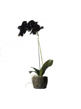 Supergreens Τεχνητό Φυτό Ορχιδέα Phalaenopsis Real Touch Μαύρη με Βάση Moss 60 εκ.Χρώμα Μαύρο Mήκος 26 Πλάτος 26 Υψος 60 SUPER-8070-6