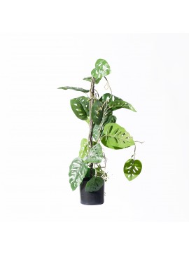 Supergreens Τεχνητό Φυτό Μονστέρα Andansonii 60 εκ.Χρώμα Πράσινο Mήκος  Πλάτος 25 Υψος 60 SUPER-7161-7
