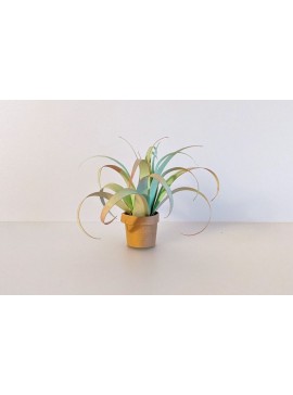 Σετ των 2 Intra απο ξύλο plywood 3mm-4mm πάχος Πρότυπο Air Plant & Geometric Planter Δίασταση 30x20 cm INTRAFABR-26173443