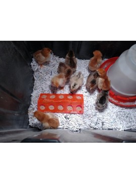 Intra απο ξύλο plywood 3mm-4mm πάχος - Ταΐστρα νεοσσών Δίασταση 30x30 cm Intraeaxys-eo4y2ewo