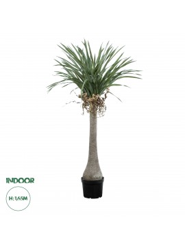 20046 GloboStar®  Artificial Garden BEAUCARNEA PALM TREE 20046 Τεχνητό Διακοσμητικό Φυτό Κυρτόφυλλος Μπουκαρνέα Υ165cm