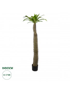 20130 GloboStar®  Artificial Garden PACHYPODIUM LAMEREI PALM TREE 20130 Τεχνητό Διακοσμητικό Φυτό Φοίνικας της Μαγαδασκάρης Υ175cm