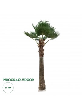21055 GloboStar®  Artificial Garden PLANT PALM TREE 21055 Διακοσμητικό Δέντρο Φοίνικα  Φ240 x Υ400cm