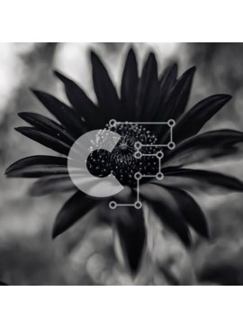 Intra Συλλεκτικό Ξύλινο Παζλ Plywood  4mm - Ασπρόμαυρη εικόνα ενός ανθισμένου λουλουδιού Σε Ξύλινο Κουτί - Διαστάσεις: 10x10 cm – 25 κομμάτια