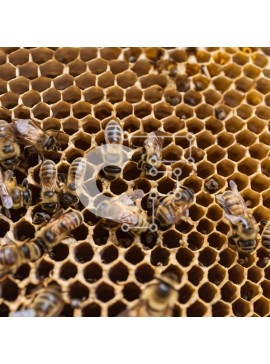 Intra Συλλεκτικό Ξύλινο Παζλ Plywood  4mm - Κοινωνικές μέλισσες που εργάζονται μαζί στην κηρήθρα Σε Ξύλινο Κουτί - Διαστάσεις: 10x10 cm – 25 κομμάτια