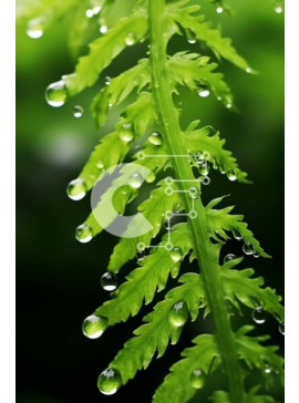 Σετ των 2 Intra Συλλεκτικό Ξύλινο Παζλ Plywood  4mm - Πράσινο φυτό με σταγονίδια νερού στα φύλλα Σε Ξύλινο Κουτί - Διαστάσεις: 10x10 cm – 25 κομμάτια