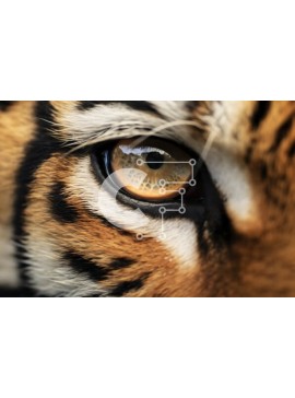 Σετ των 2 Intra Συλλεκτικό Ξύλινο Παζλ Plywood  4mm - Κοντινό πλάνο του ματιού της τίγρης με τα κίτρινα μάτια Σε Ξύλινο Κουτί - Διαστάσεις: 10x10 cm – 25 κομμάτια