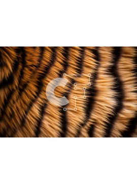 Σετ των 2 Intra Συλλεκτικό Ξύλινο Παζλ Plywood  4mm - Κοντινό πλάνο γούνας τίγρης σε καφέ και μαύρες αποχρώσεις Σε Ξύλινο Κουτί - Διαστάσεις: 10x10 cm – 25 κομμάτια
