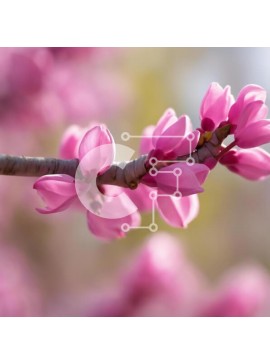 Intra Συλλεκτικό Ξύλινο Παζλ Plywood  4mm - Κοντινό πλάνο ροζ λουλουδιών σε διακοσμητικό κλαδί δέντρου Redbud Σε Ξύλινο Κουτί - Διαστάσεις: 10x10 cm – 25 κομμάτια