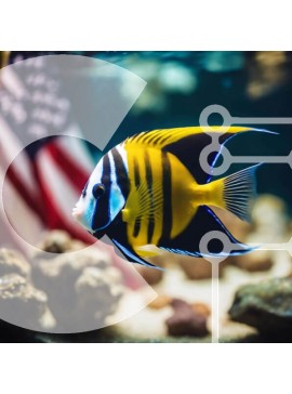 Intra Συλλεκτικό Ξύλινο Παζλ Plywood  4mm - Πολύχρωμα ψάρια στο ενυδρείο με φόντο αμερικανική σημαία Σε Ξύλινο Κουτί - Διαστάσεις: 10x10 cm – 25 κομμάτια