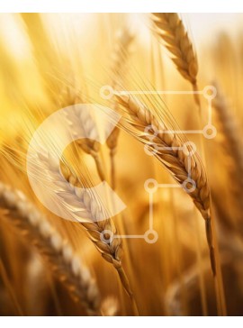 Intra Συλλεκτικό Ξύλινο Παζλ Plywood  4mm - Χρυσό Σιτάρι Σε Ξύλινο Κουτί - Διαστάσεις: 10x10 cm – 25 κομμάτια