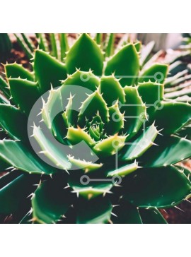 Intra Συλλεκτικό Ξύλινο Παζλ Plywood  4mm - Κοντινό πλάνο του φυτού Aloe Vera Σε Ξύλινο Κουτί - Διαστάσεις: 10x10 cm – 25 κομμάτια